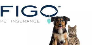 Figo Pet Insurance - Get A Quote For Your Pet